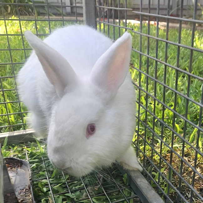 Photo of Tofu