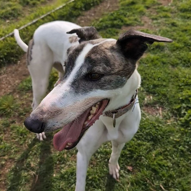 Photo of Mr Bojangles