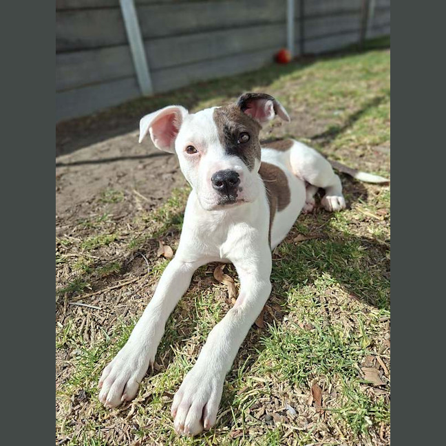 Photo of Dixie