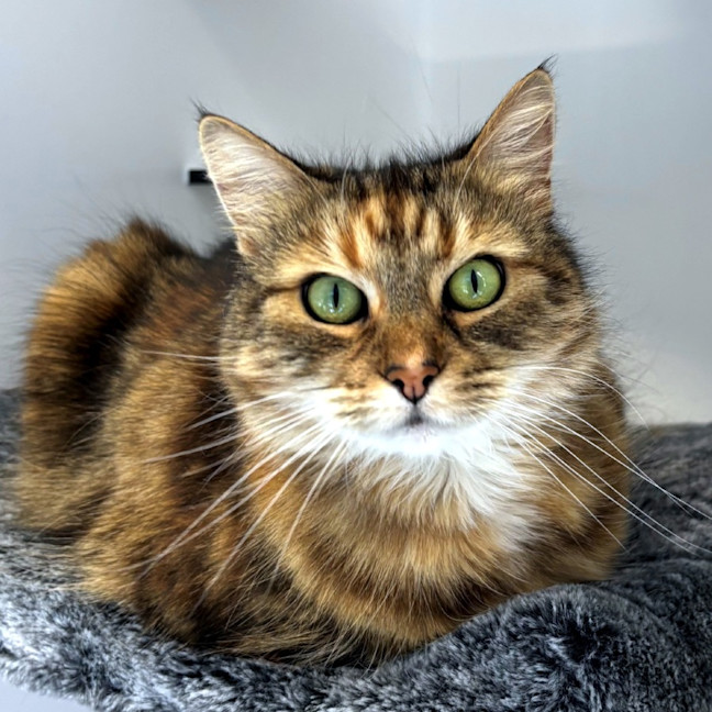 Photo of Ginger Sua013074