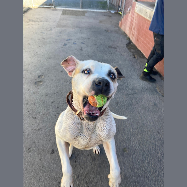 Photo of Buddy