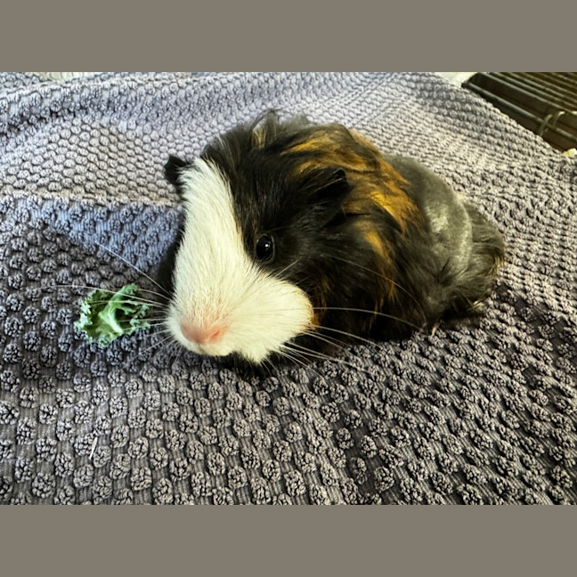 Photo of Hot Chocolate*