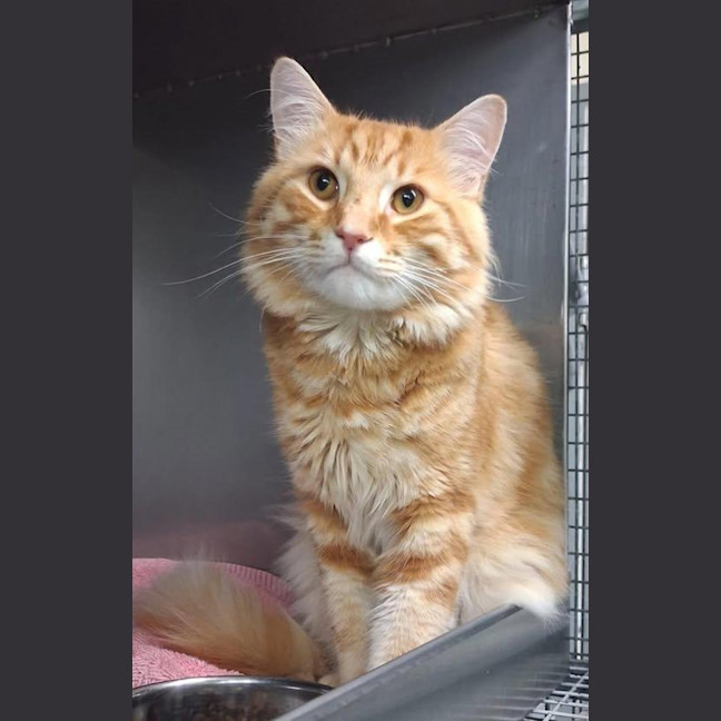 Photo of Armani Bulleau