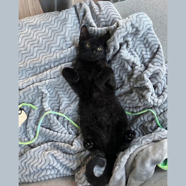 Photo of Vader