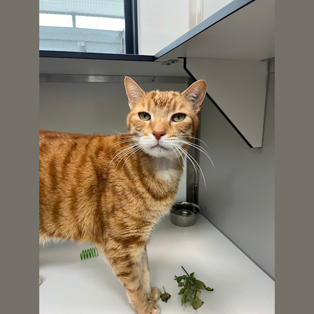 Photo of Gingerbread