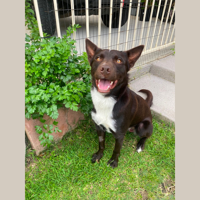 Photo of Baxter