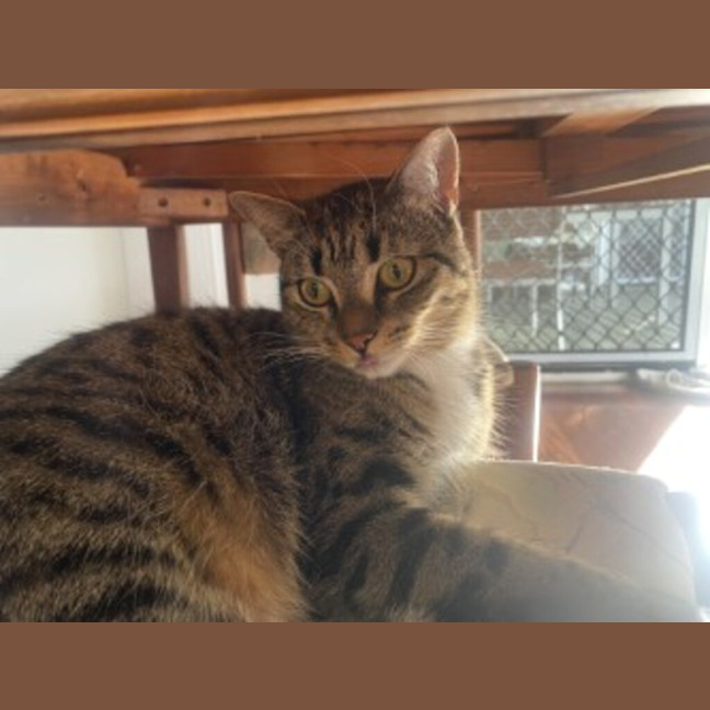 Photo of Willow