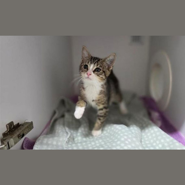 Photo of Willow