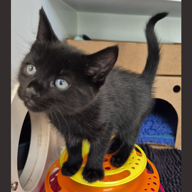 Photo of Inky