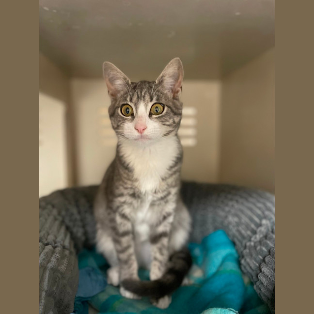 Photo of Adeline *Available At Pet Stock Kingsford*