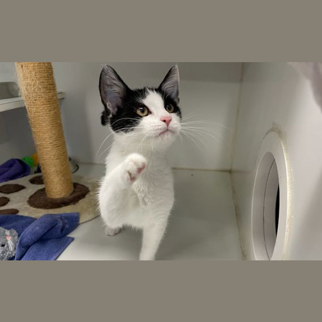 Photo of Pancake