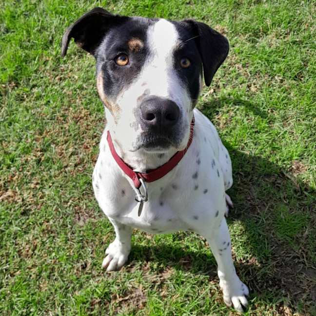 Photo of Patch