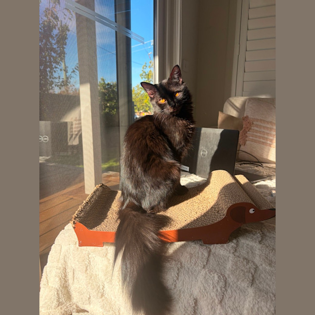 Photo of Pepper