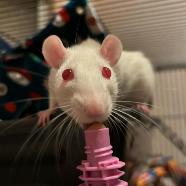 Photo of Charlie, Harper, Molly & Princess