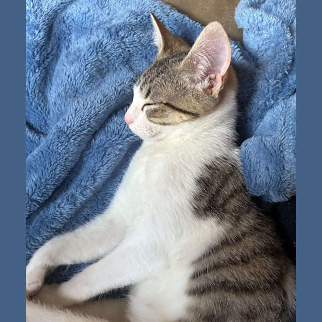 Photo of Simba