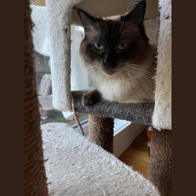 Photo of Mr Mistoffelees   In Foster Care In Frankston