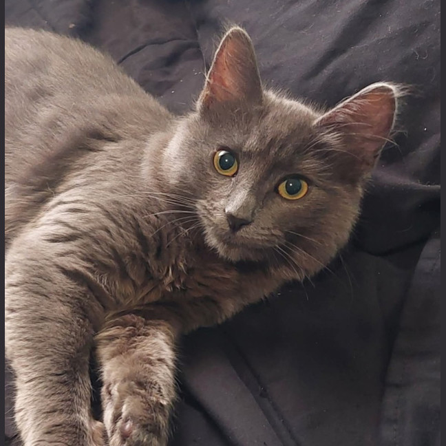 Photo of Nyla