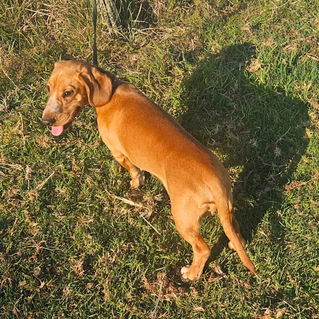 Photo of Rascal 