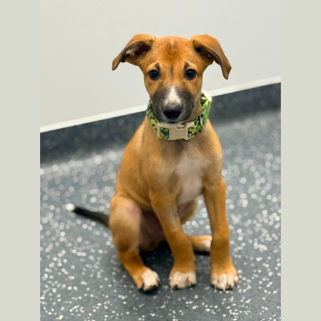 Biscoff - Medium Male Australian Kelpie Mix Dog in QLD - PetRescue