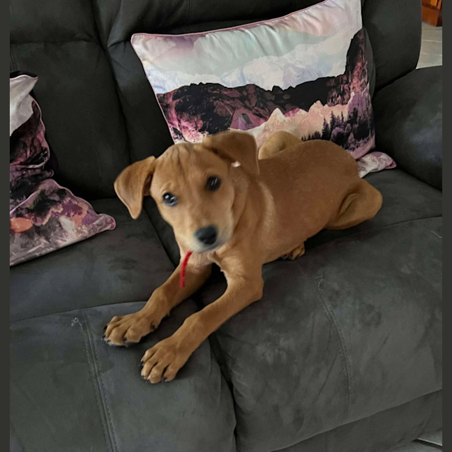 Photo of Honey