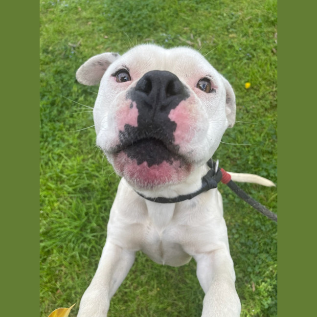 Photo of Casper
