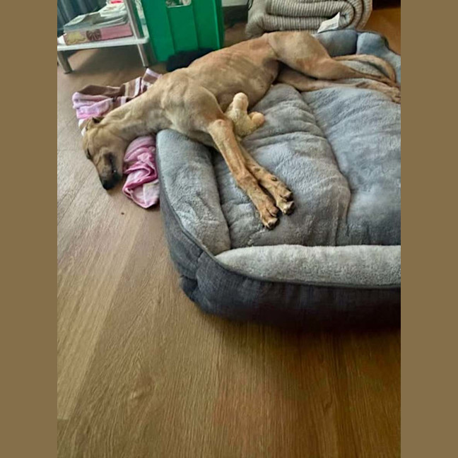 Photo of Kashi, The Greyhound Queen 👑