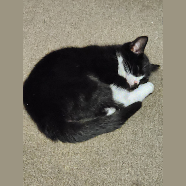 Photo of Vader