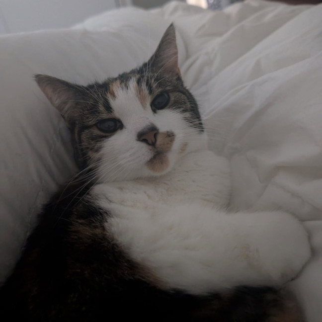 Photo of Pudding   Located In Preston