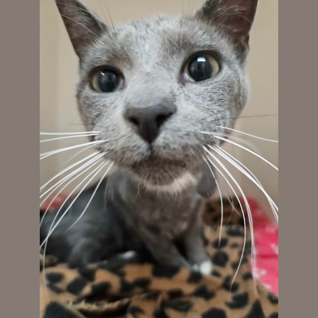 Photo of Ozias