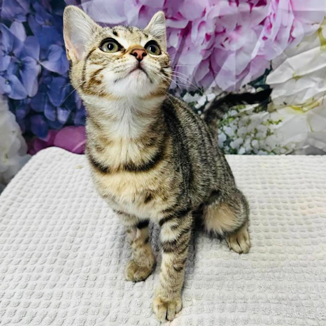 Photo of Priscilla   Located In Ashburton