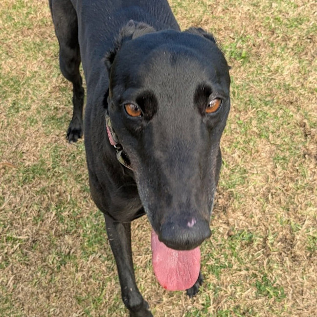 Photo of Ruby The Greyhound