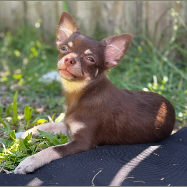 Photo of Cricket