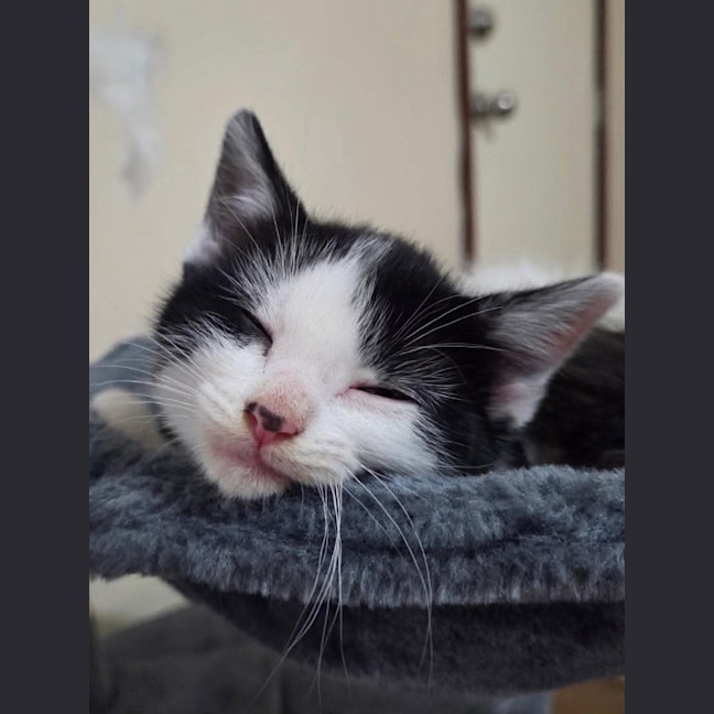 Photo of Kitkat