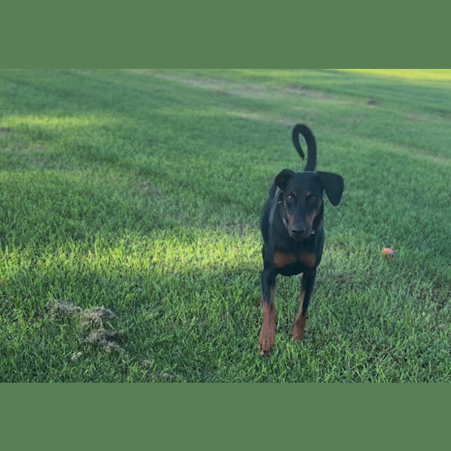 Photo of Ms Z Von Dobermann
