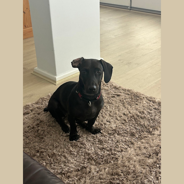 Photo of Roxy