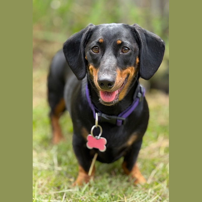 Photo of Lady