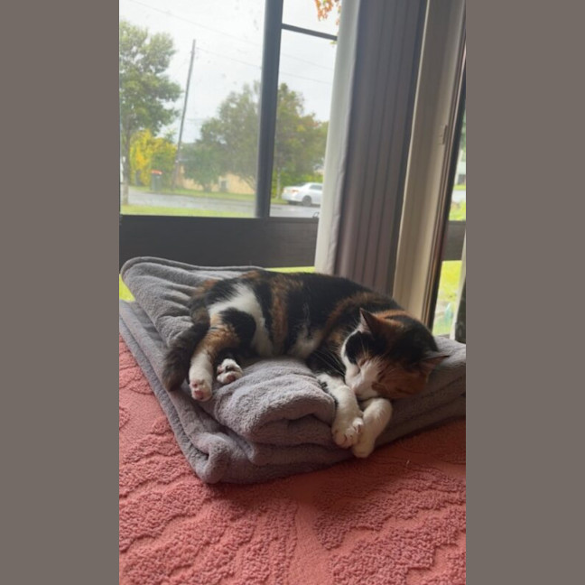 Photo of Maple