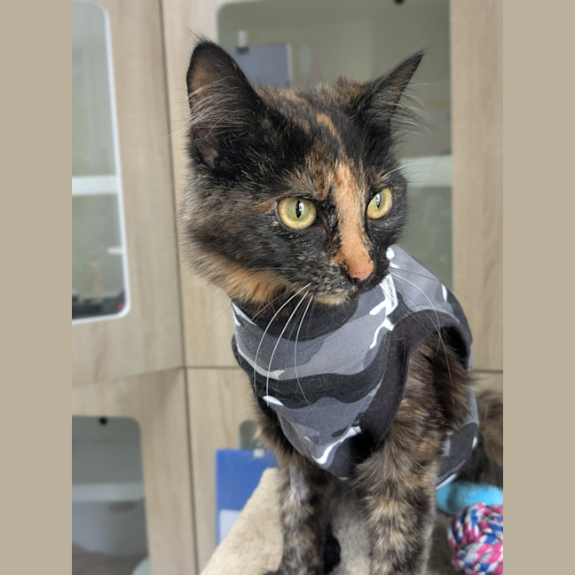 Photo of 💘 Tiffany 6578 💘