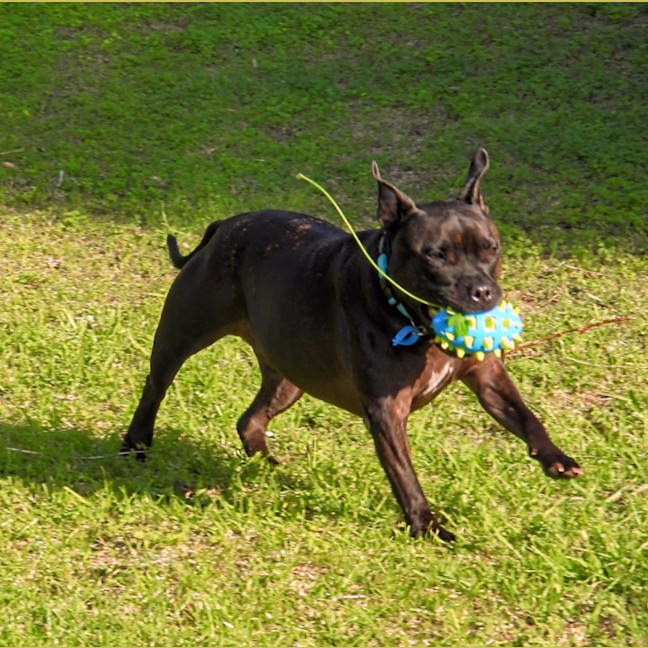 Photo of Brandy