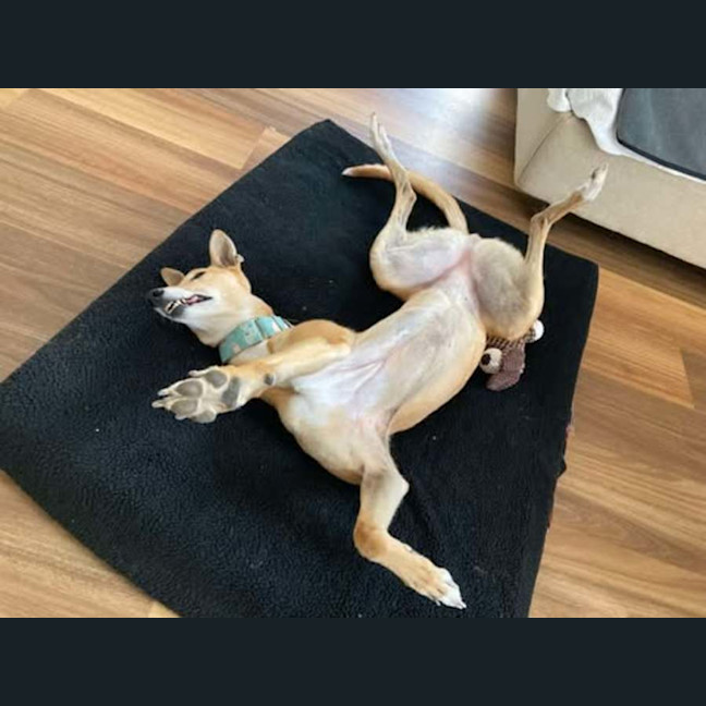 Photo of Clover The Greyhound