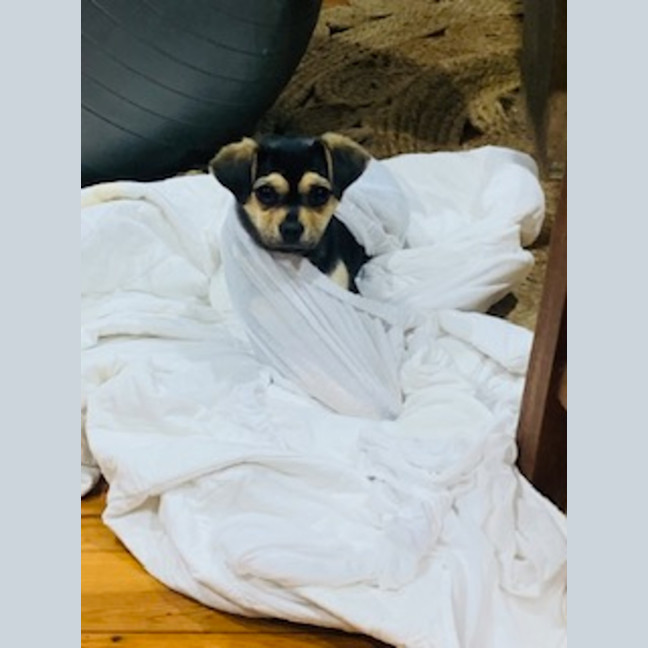 Photo of Bean   1 Year Old Chihuahua X