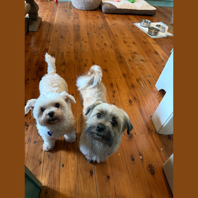 Photo of Bella & Ollie   6 Year Old Maltese X