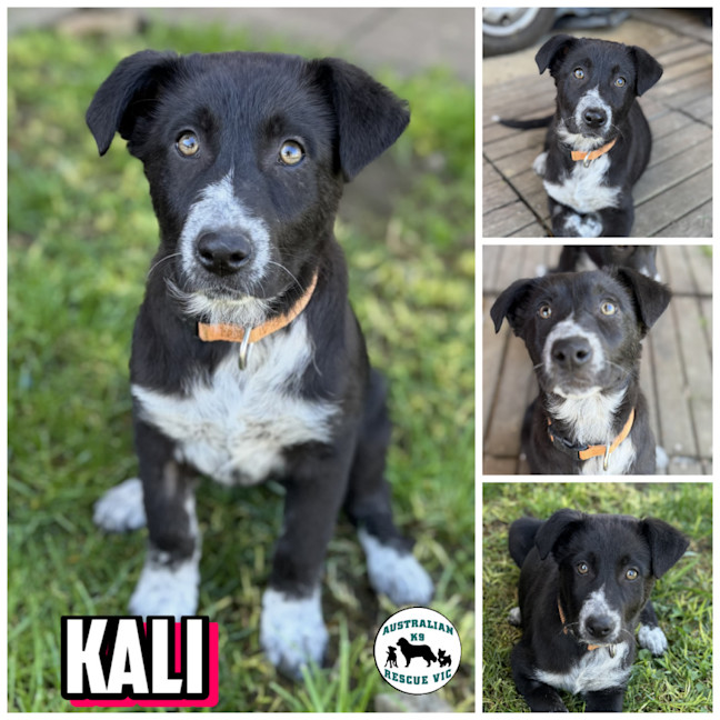 Photo of Kali 