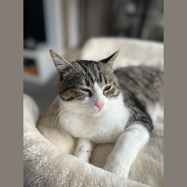 Photo of Goose