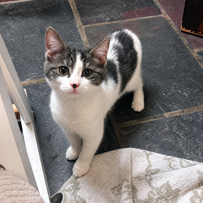 Photo of Squeal