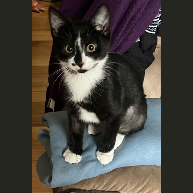 Photo of Luna