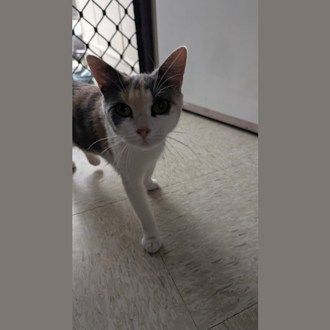 Photo of Pumpkin Nikki