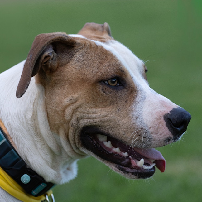 Photo of Bolt