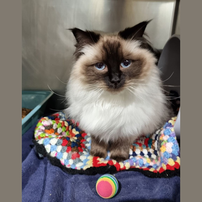 Photo of Coco