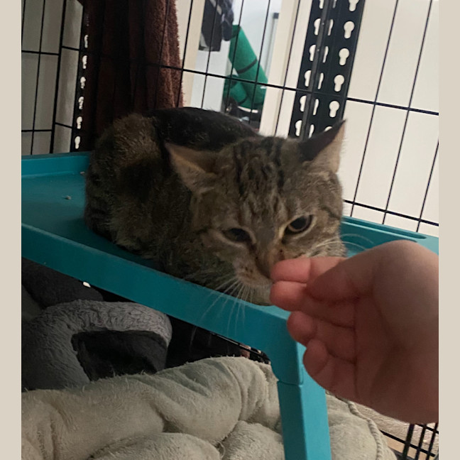 Photo of Eadwulf **2nd Chance Cat Rescue**